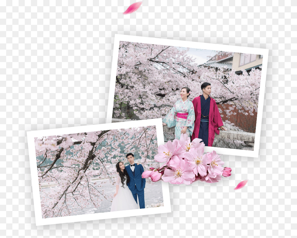 Best Cherry Blossoms Spots In Japan Cherry Blossom, Adult, Plant, Petal, Person Free Png
