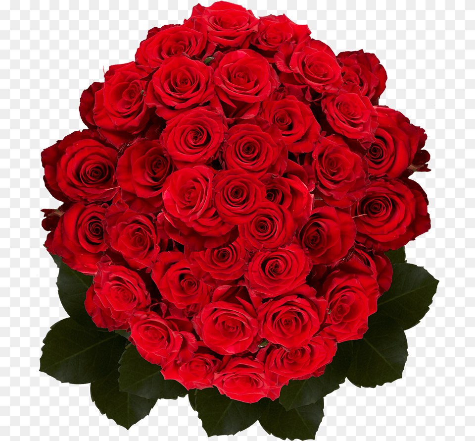 Best Dark Red Roses Floribunda, Flower, Flower Arrangement, Flower Bouquet, Plant Free Png