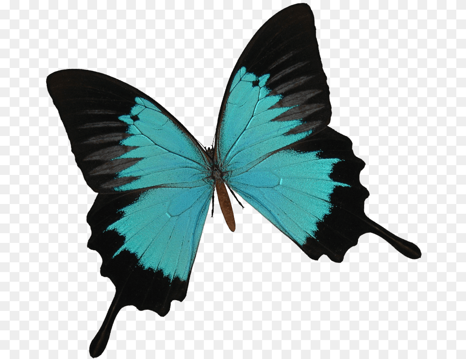 Best Desde El Ao Nos Dedicamos A Estudiar Y Cultivar Ulysses Butterfly, Animal, Insect, Invertebrate Free Png Download