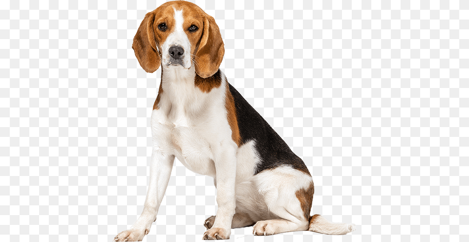 Best Dog Food For Beagles Thunderworks Grey Thundershirt For Dogs M, Animal, Beagle, Canine, Hound Png Image