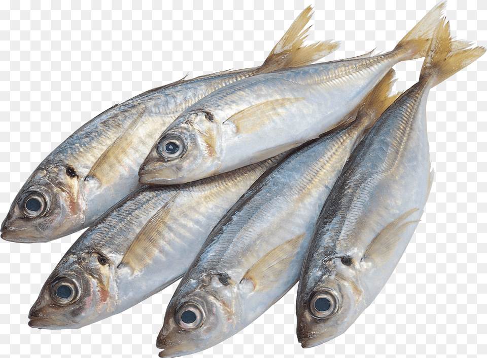 Best Fish Fish In The Market Clipart, Animal, Herring, Sea Life, Sardine Free Png Download