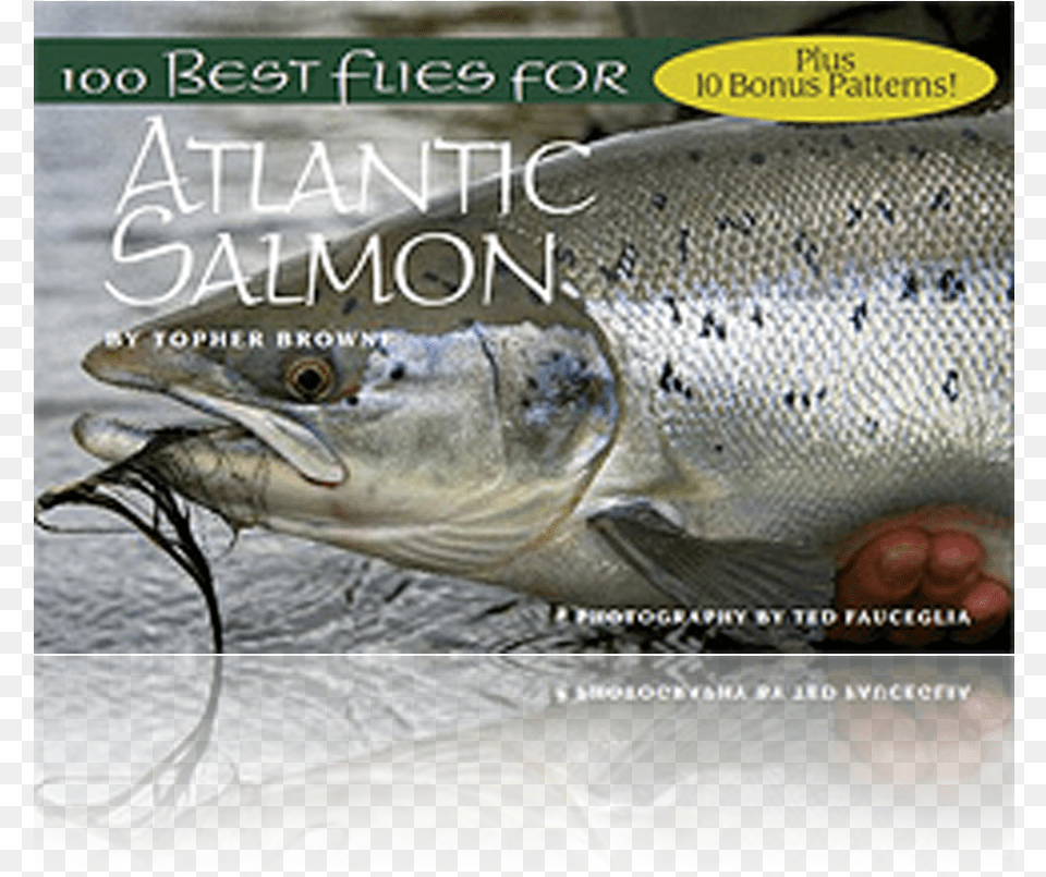 Best Flies For Atlantic Salmon Wild Atlantic Salmon Male Sketch, Animal, Coho, Fish, Sea Life Free Png Download