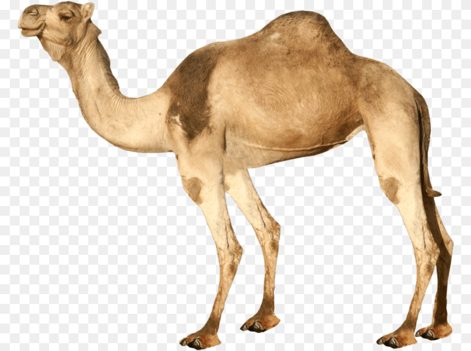 Best Free Camel High Quality Transparent Background Camel, Animal, Mammal, Dinosaur, Reptile Png