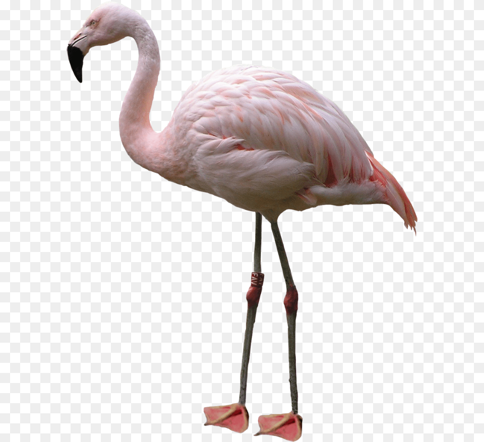 Best Flamingo Icon Clipart Transparent Flamingo, Animal, Bird Free Png