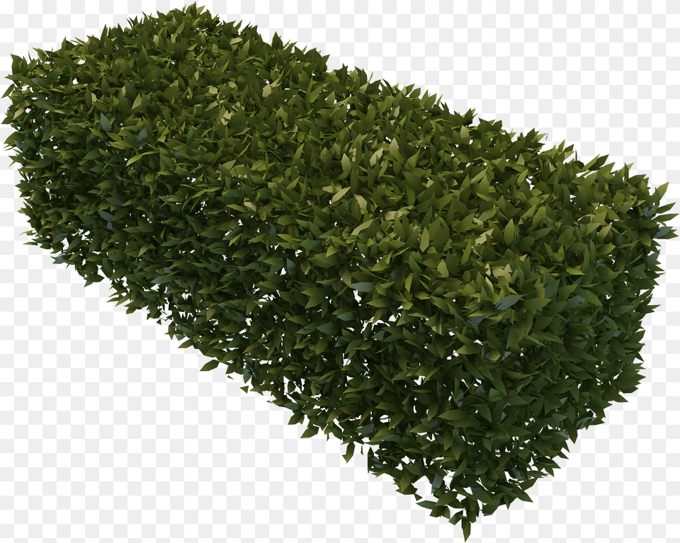 Best Hedges Background Hedges, Fence, Hedge, Plant, Vegetation Free Transparent Png