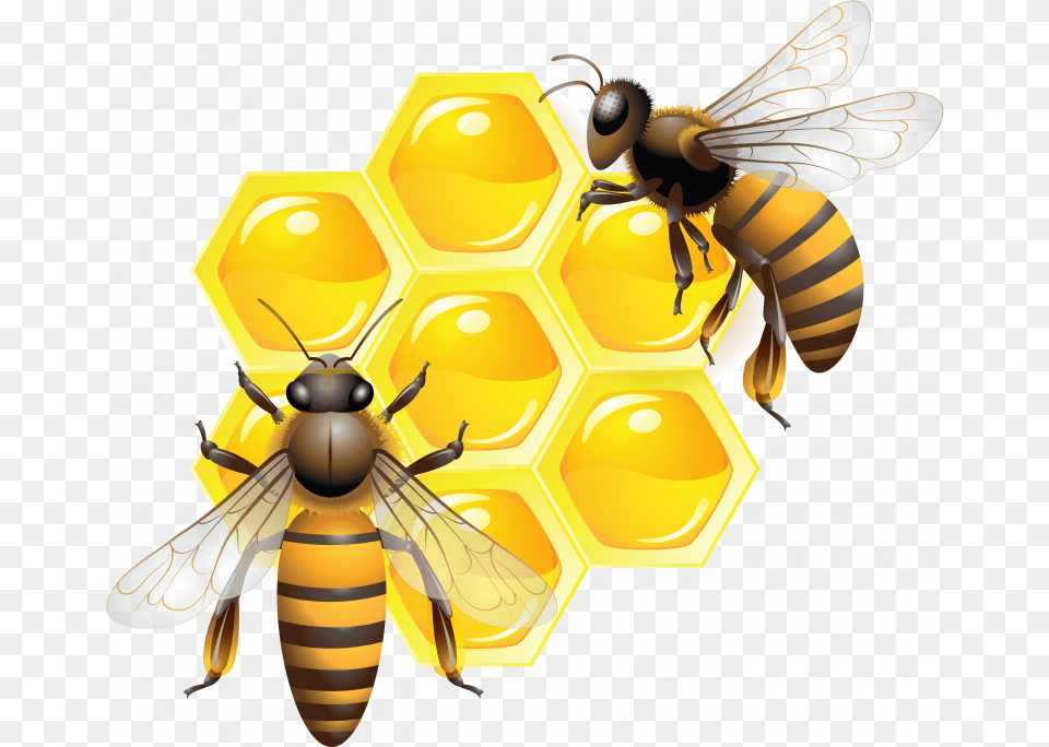Best Free Honey Without Background, Animal, Wasp, Invertebrate, Insect Png