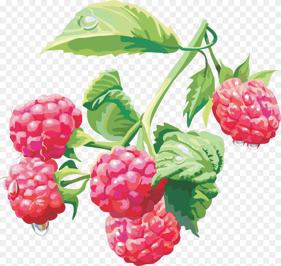 Best Free Raspberry Icon, Berry, Food, Fruit, Plant Png Image