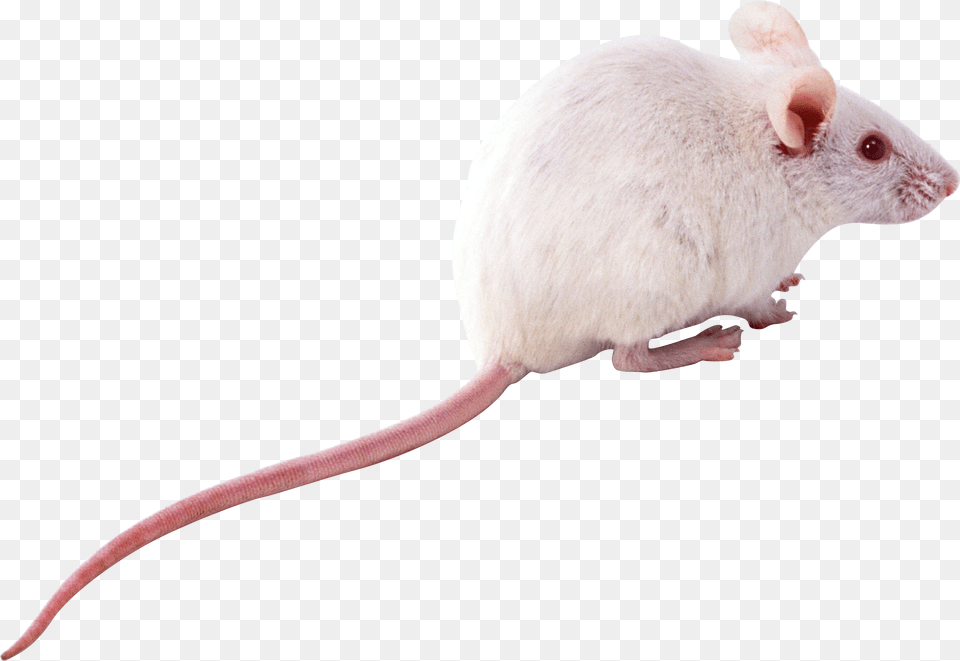 Best Rat White Rat, Animal, Mammal, Rodent Free Transparent Png