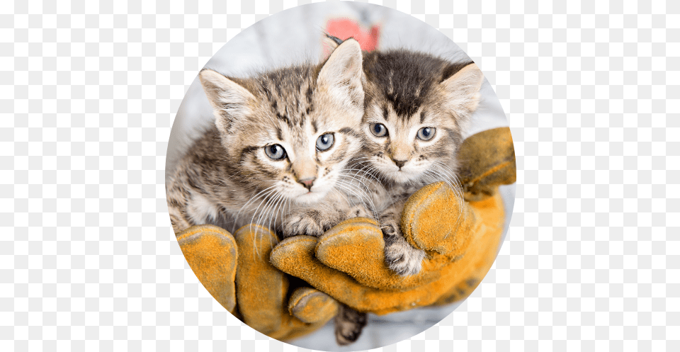 Best Friends Animal Society No Kill Animal Rescue U0026 Advocacy Domestic Cat, Kitten, Mammal, Pet, Photography Free Png Download