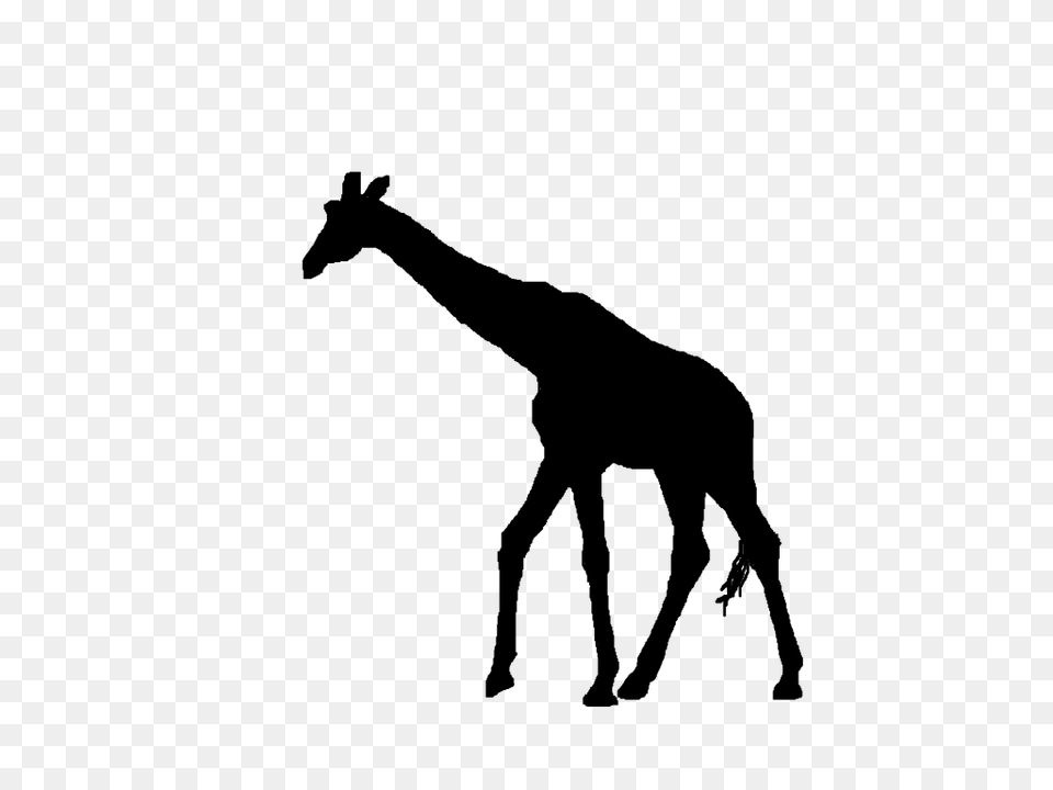 Best Giraffe Silhouette, Gray Free Transparent Png
