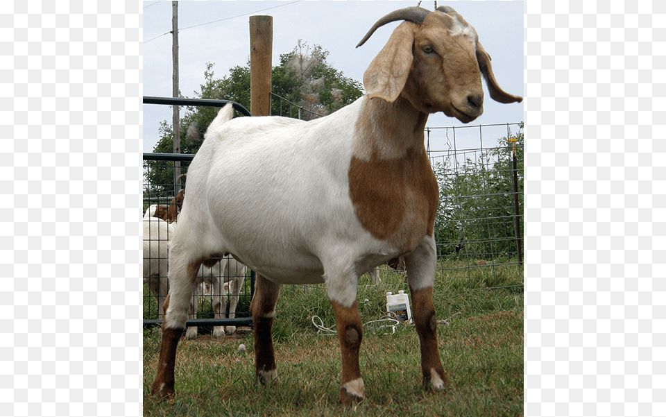 Best Goat, Livestock, Animal, Mammal, Sheep Free Png Download