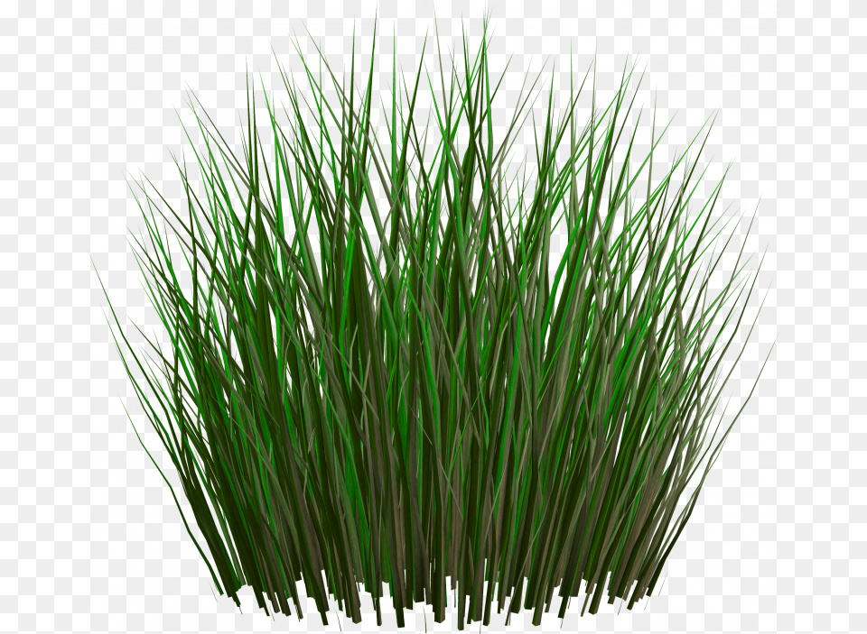 Best Grass Image Without Background Grass Plants File, Plant, Vegetation, Green Free Png Download
