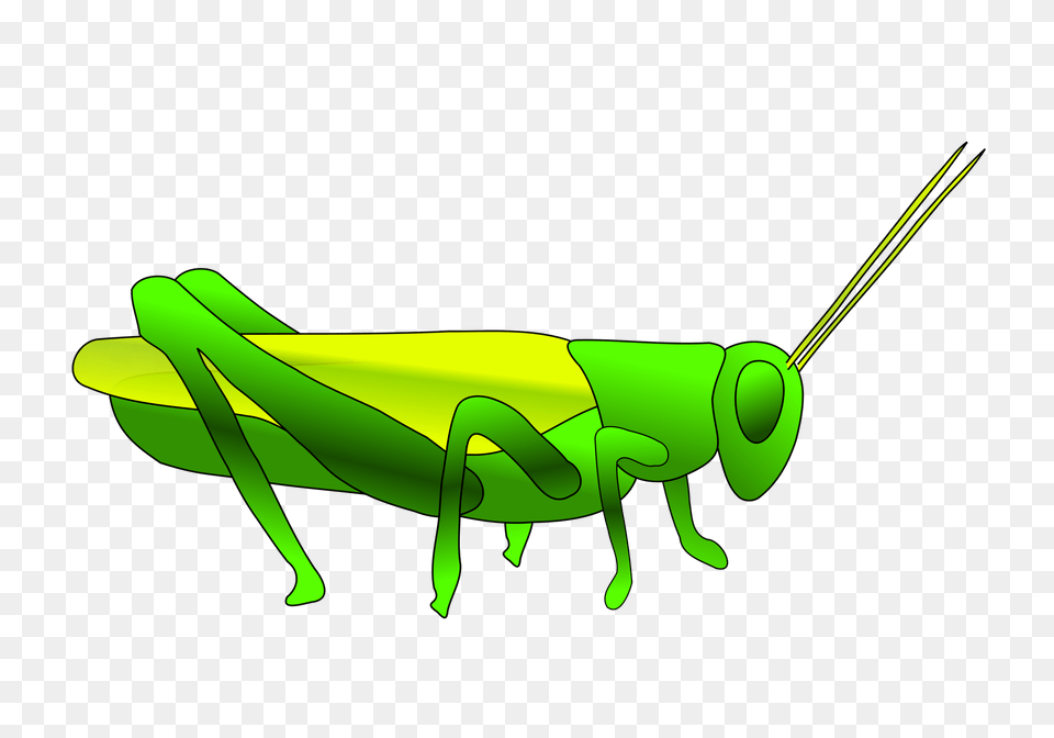 Best Grasshopper Clipart, Animal, Insect, Invertebrate Png