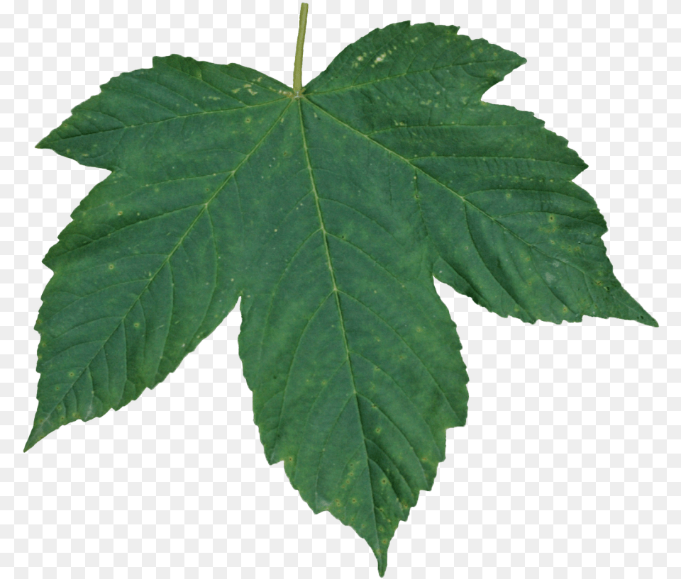 Best Green Leaves Icon Leaf Texture, Plant, Tree, Maple Free Png