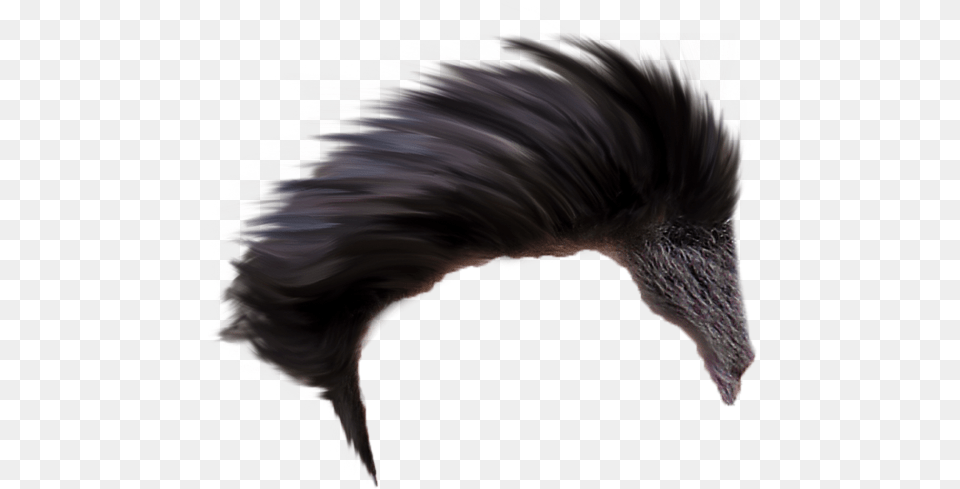 Best Hair Style, Mohawk Hairstyle, Person, Animal, Bird Png Image
