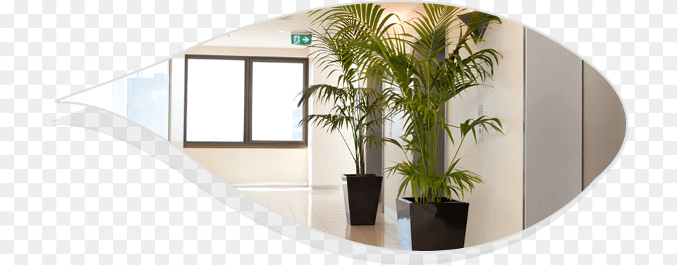 Best Indoor Plants For Office, Vase, Pottery, Potted Plant, Planter Free Png