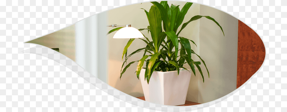 Best Indoor Plants For Office Houseplant, Jar, Plant, Planter, Potted Plant Free Transparent Png