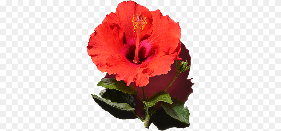 Best Ingredients For Hair Hibiscus Extract Hawaiian Hibiscus, Flower, Plant Free Png