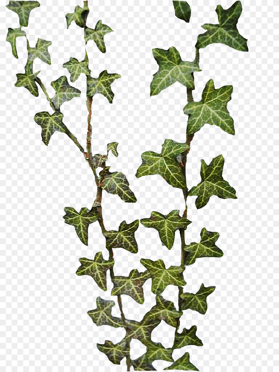 Best Ivy Plant, Vine, Vegetation Png Image