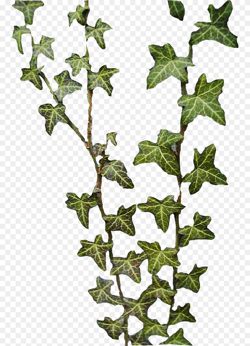 Best Ivy Hedera, Leaf, Plant Png Image