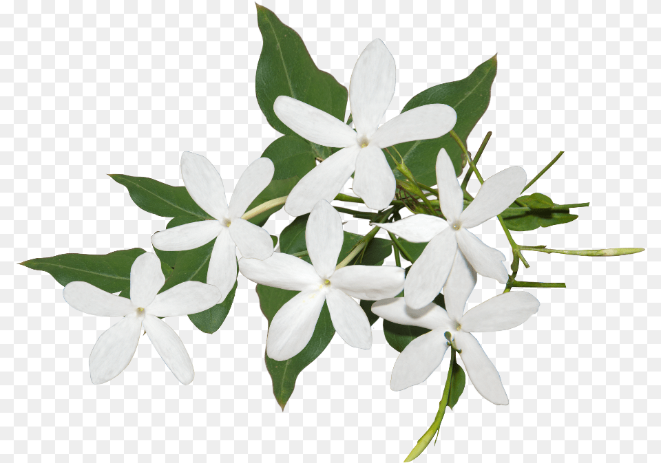 Best Jasmine Flower Ideas Background Jasmine Flower, Plant, Acanthaceae Free Transparent Png