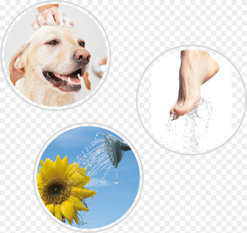 Best Labrador Shampoo Png Image