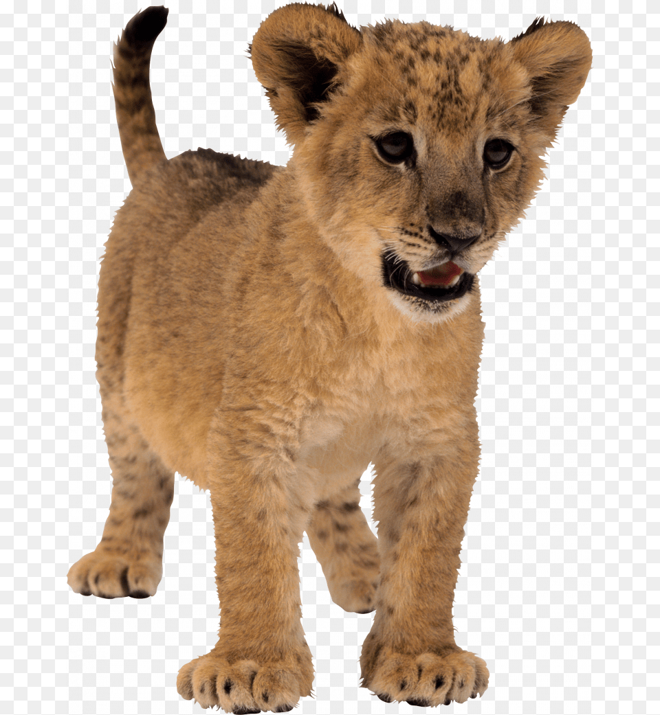 Best Lion Icon Small Lion, Animal, Mammal, Wildlife Png Image