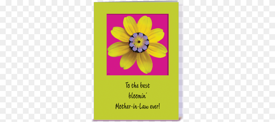 Best Mother In Law Birthday Card, Daisy, Envelope, Flower, Greeting Card Free Png