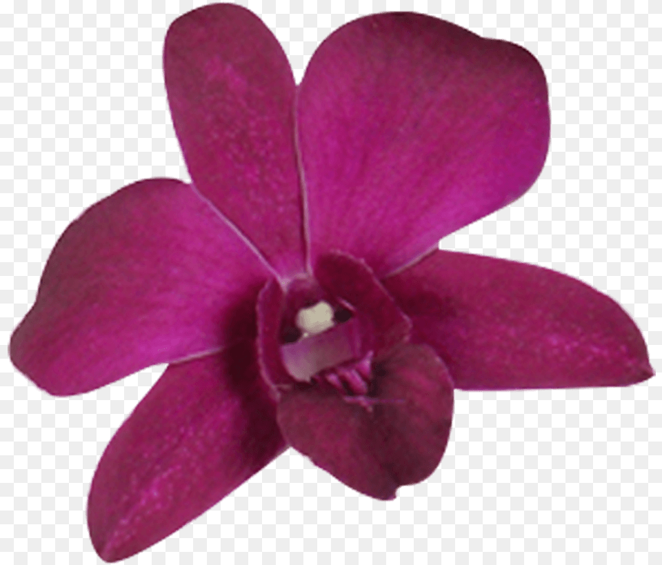 Best Orchid Flowers Dark Purple Orchids Fresh Flowers Cooktown Orchid, Flower, Plant Free Png Download