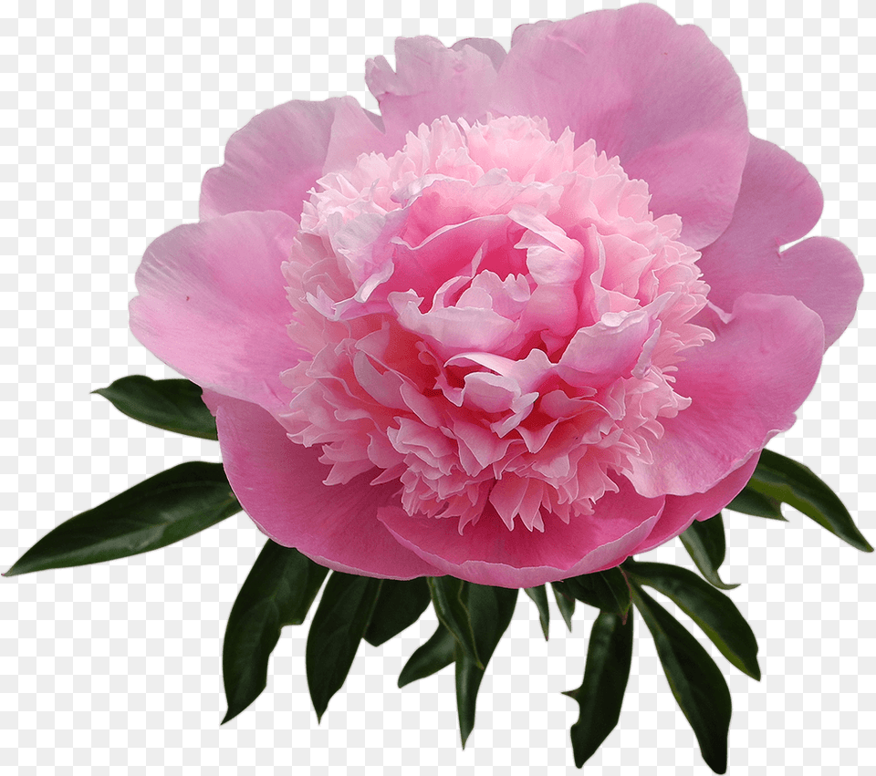 Best Peony Common Peony, Flower, Plant, Rose, Carnation Free Png Download