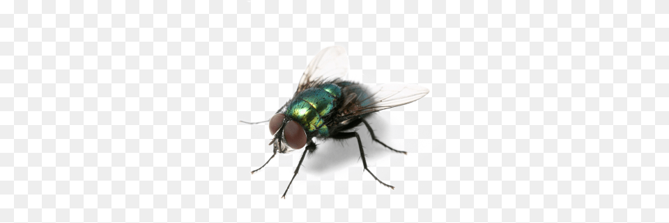 Best Pest Control Company Offers Control Services In It39s Almost Summer And All The Annoying Creatures Are, Animal, Fly, Insect, Invertebrate Png Image