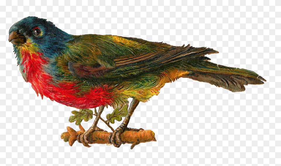 Best Pet Birds Images Birds Baby Transparent Birds Victorian, Animal, Beak, Bird, Finch Png Image