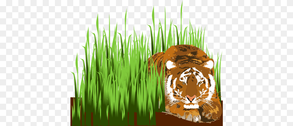 Best Photos Of Grass Clip Art Lion In The Grass Clipart, Plant, Animal, Mammal, Tiger Png Image