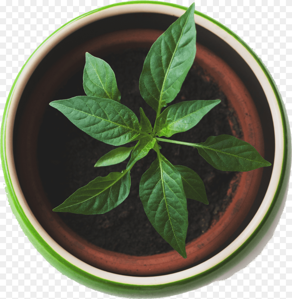 Best Plants Plant Top View, Leaf, Potted Plant, Cookware, Pot Png Image