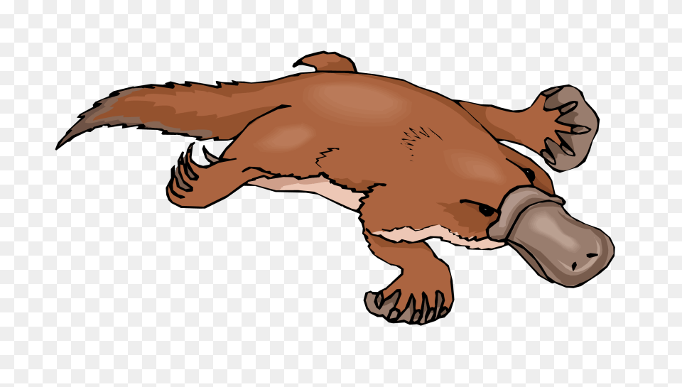 Best Platypus Clipart, Baby, Person, Animal, Mammal Free Png Download