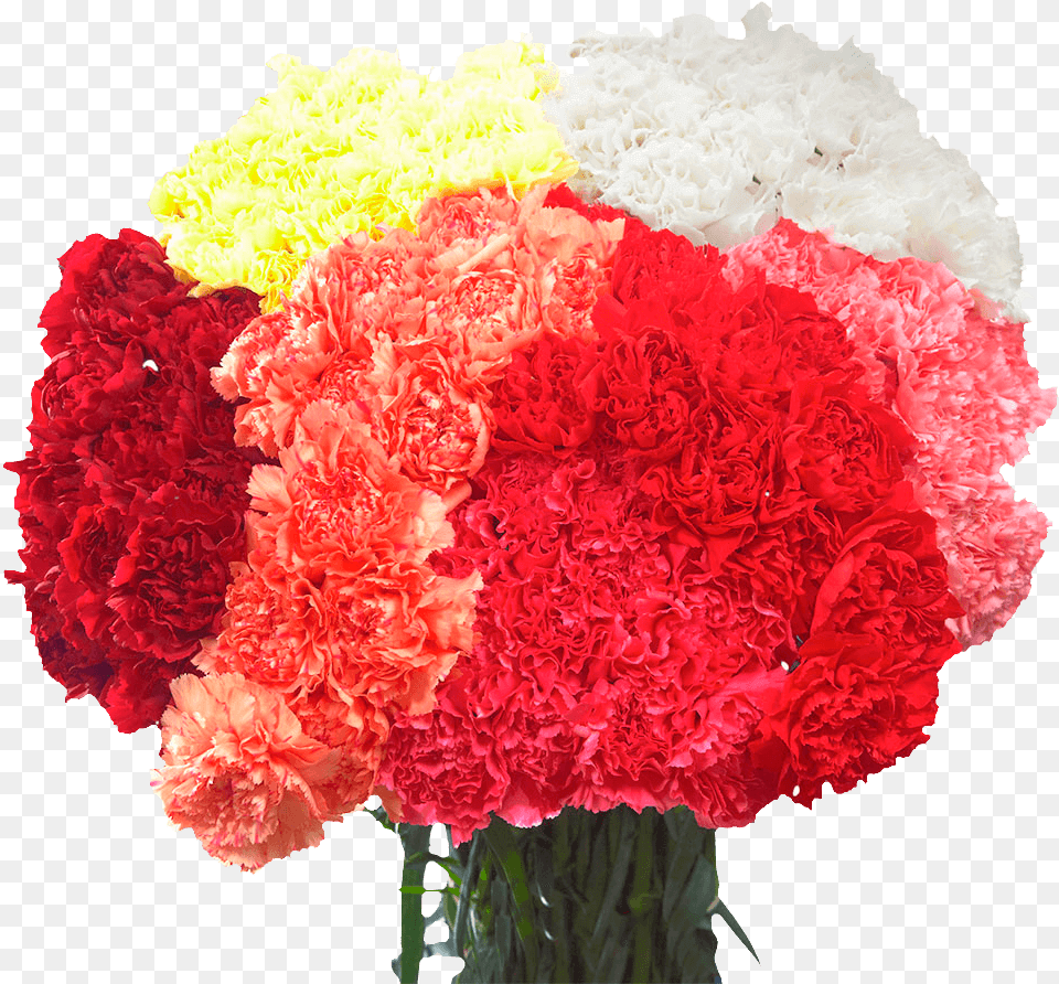 Best Price Of Carnations Artificial Flower, Carnation, Plant Free Transparent Png