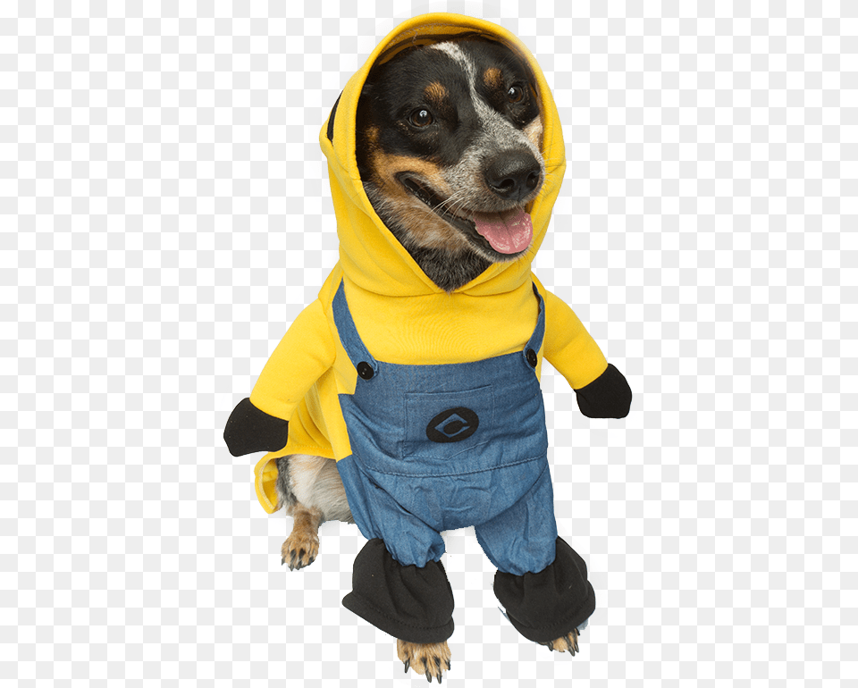 Best Purple Minion Costume For Dogs Dog Costume Transparent, Clothing, Coat, Hood, Sweatshirt Free Png Download