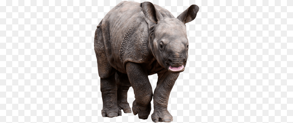 Best Retarded Rhino Transparent Rhino, Animal, Elephant, Mammal, Wildlife Free Png