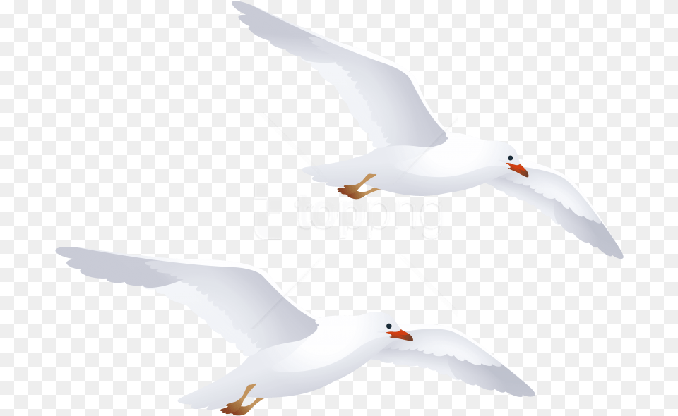 Best Seagulls Seagull Clip Art, Animal, Bird, Flying, Waterfowl Free Png Download
