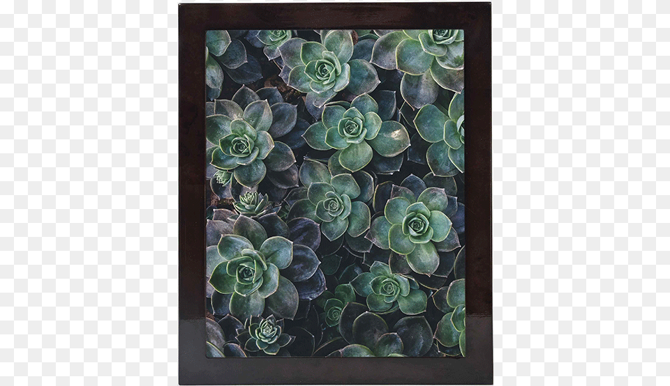 Best Sellers Succulents Cactus Shower Curtain, Art, Floral Design, Graphics, Pattern Png Image