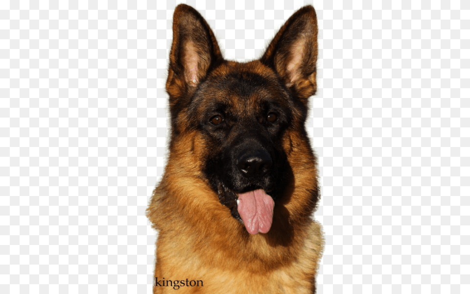 Best Services Gsd, Animal, Canine, Dog, German Shepherd Free Png Download