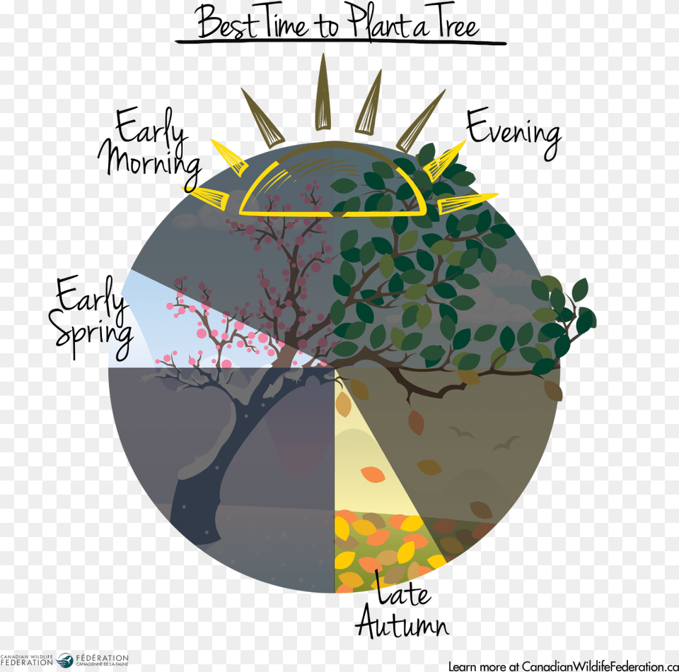 Best Time To Plant A Tree Calendar Graphic Graphics, Sphere, Art, Astronomy, Moon Free Png Download