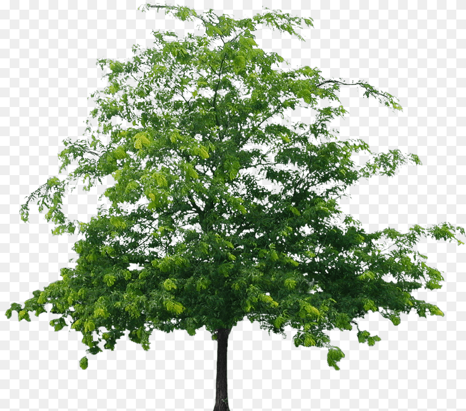 Best Tree Clipart Format Flower Tree, Green, Oak, Plant, Sycamore Png Image