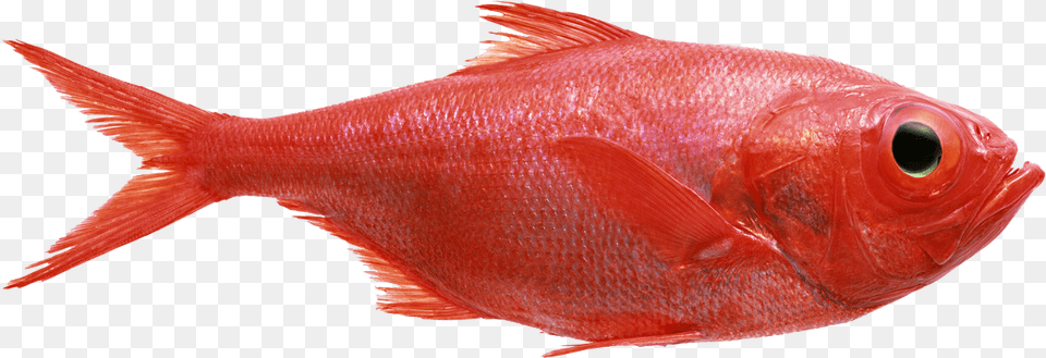 Best Ways Catch Red Fish Fishingmobile Red Fish, Animal, Sea Life Free Png