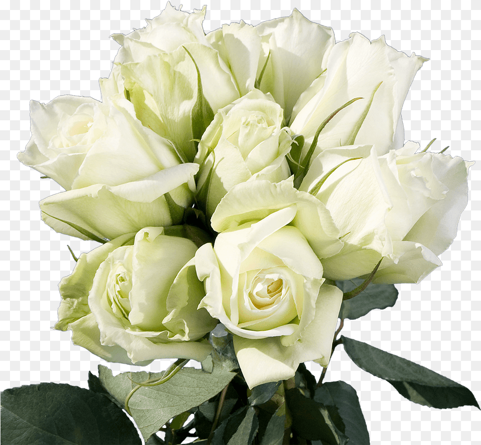 Best White And Green Rose, Flower, Flower Arrangement, Flower Bouquet, Plant Free Png