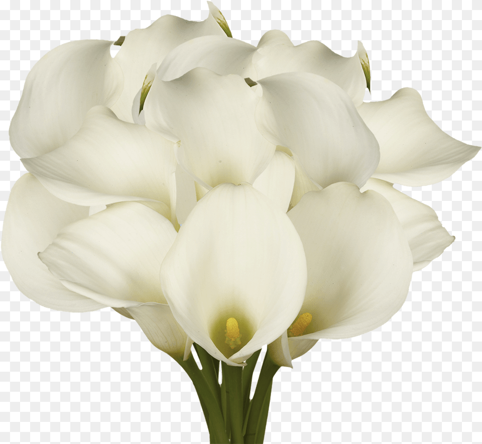 Best White Open Cut Calla Lilies Cut Flowers, Flower, Flower Arrangement, Flower Bouquet, Petal Png Image