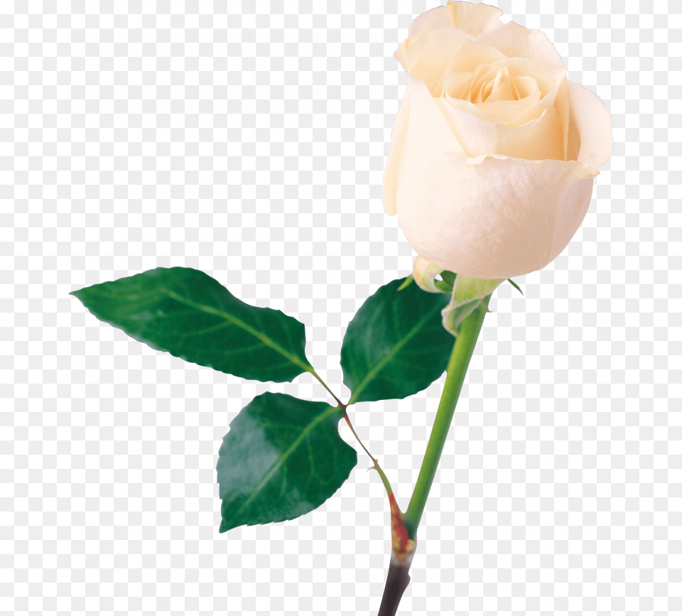 Best White Roses Image Transparent White Rose, Flower, Plant Png