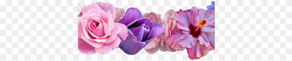 Best Wild Flowers Pink Flower Crown Transparent Transparent Background Floral Crown, Petal, Plant, Rose, Geranium Png