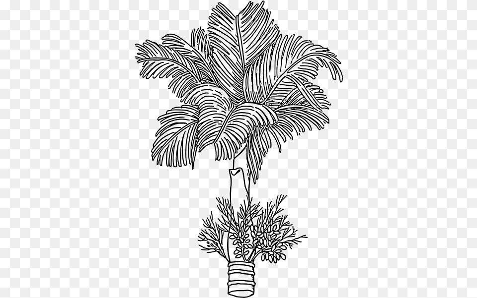 Betel Areca Nut Tree Clipart, Gray Free Png Download