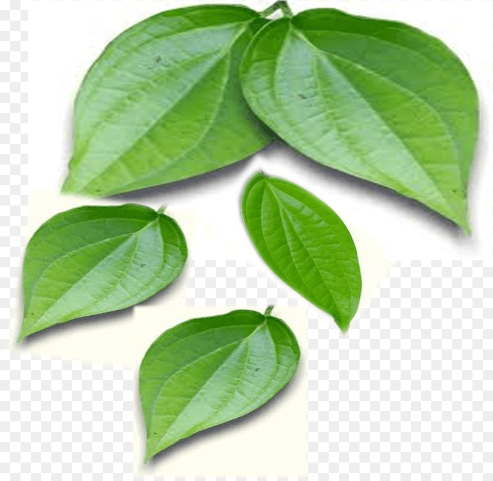 Betel Leaves Betel Leaf Paan, Plant, Herbal, Herbs Free Png
